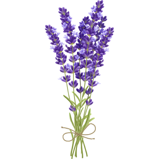 Un bouquet de fleurs de lavande violettes vibrantes avec des tiges vertes attachées ensemble par une ficelle marron, représenté sur un fond blanc. Les fleurs de lavande sont détaillées avec des pétales délicats et des teintes douces.