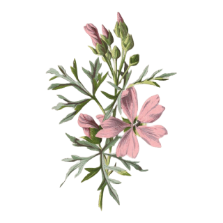 Illustration délicate d'une plante à fleurs aux fleurs rose clair à cinq pétales et aux feuilles vertes et plumeuses sur fond blanc. Les fleurs sont à différents stades de floraison, y compris les boutons.