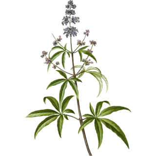 Illustration d'une plante à fleurs avec une tige centrale et des feuilles vertes allongées et pointues. La plante a de petites grappes de fleurs violettes qui s'étendent depuis le sommet.