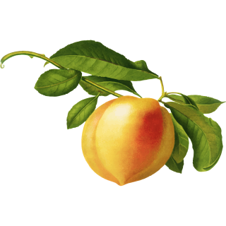 Une pêche isolée aux nuances de jaune et de rouge suspendue à une branche aux multiples feuilles vertes. L'image a une apparence réaliste, mettant en valeur la texture lisse du fruit et les veines détaillées des feuilles.
