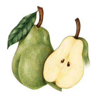 Illustration de deux poires vertes, l'une entière avec sa tige et une feuille attachée, et l'autre coupée en deux révélant un intérieur jaune clair avec deux pépins au centre. La texture des poires est lisse et les couleurs sont douces et naturelles.