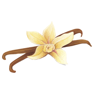 Illustration d'une fleur de vanille jaune aux pétales détaillés, positionnée bien en évidence au-dessus de deux gousses de vanille brunes. Le fond est blanc, ce qui fait ressortir la fleur et les gousses. Le style de dessin est délicat et complexe, mettant en valeur les textures et les contours.