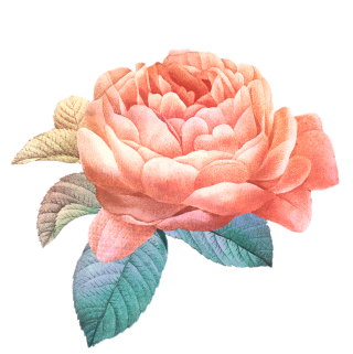 Illustration détaillée d'une rose en fleurs avec des couches de pétales rose pâle et trois feuilles vertes attachées à la tige. Les pétales sont finement ombrés, ce qui donne à la fleur une apparence réaliste. Le fond est transparent.